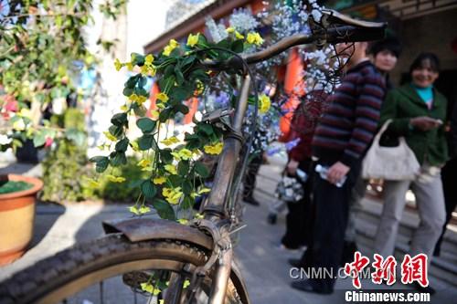 2月6日，在云南楚雄彝人古镇的街道上，3辆废旧自行车经过艺术家的巧手加工，变成新潮艺术品，吸引来往游客驻足观赏 。